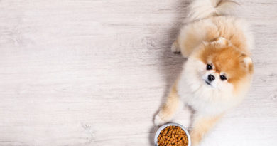 How to feed a Pomeranian?