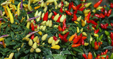 Cultivation of hot peppers