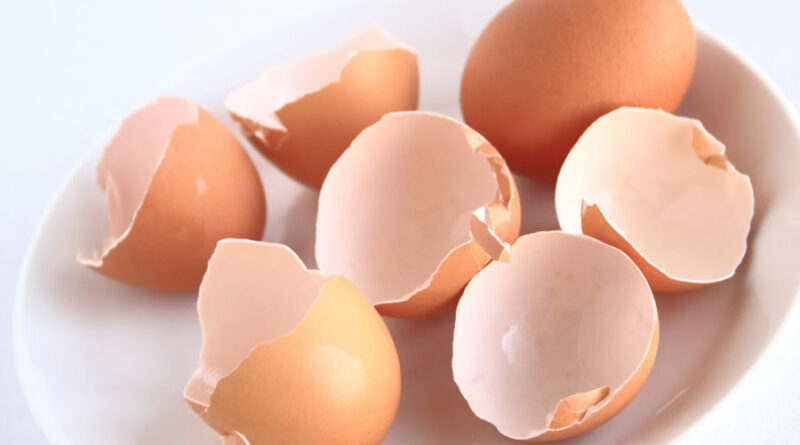benefits of eating powdered chicken eggs