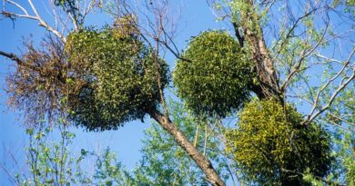 Mistletoe - a green parasite of trees