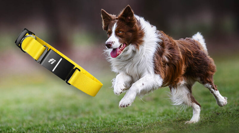 Fi Series 3 Plus collar